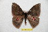  ( - BC-RBP 12725)  @11 [ ] copyright (2023) Ron Brechlin Research Collection of Ron Brechlin