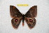  ( - BC-RBP 12729)  @11 [ ] copyright (2023) Ron Brechlin Research Collection of Ron Brechlin