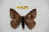  (Hylesia terrocaquetex - BC-RBP 12810)  @11 [ ] copyright (2023) Ron Brechlin Research Collection of Ron Brechlin