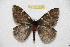  ( - BC-RBP 12812)  @11 [ ] copyright (2023) Ron Brechlin Research Collection of Ron Brechlin