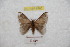  (Hylesia cuscmandex - BC-RBP 9780)  @13 [ ] Copyright (2015) Ron Brechlin Research Collection of Ron Brechlin