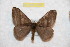  (Hylesia subfasciata - BC-RBP 9787)  @14 [ ] Copyright (2015) Ron Brechlin Research Collection of Ron Brechlin