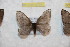  (Hylesia remcarabobex - BC-RBP 9788)  @13 [ ] Copyright (2015) Ron Brechlin Research Collection of Ron Brechlin