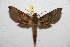  ( - BC-RBP 9792)  @11 [ ] Copyright (2015) Ron Brechlin Research Collection of Ron Brechlin