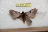  ( - BC-RBP 9794)  @14 [ ] Copyright (2015) Ron Brechlin Research Collection of Ron Brechlin