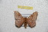  ( - BC-RBP 9795)  @13 [ ] Copyright (2015) Ron Brechlin Research Collection of Ron Brechlin