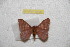  ( - BC-RBP 9798)  @14 [ ] Copyright (2015) Ron Brechlin Research Collection of Ron Brechlin