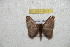  ( - BC-RBP 9803)  @11 [ ] Copyright (2015) Ron Brechlin Research Collection of Ron Brechlin