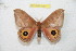  ( - BC-RBP 9811)  @13 [ ] Copyright (2015) Ron Brechlin Research Collection of Ron Brechlin