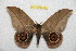  (Leucanella arctioquia - BC-RBP 9819)  @14 [ ] Copyright (2015) Ron Brechlin Research Collection of Ron Brechlin
