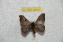  ( - BC-RBP 9822)  @13 [ ] Copyright (2015) Ron Brechlin Research Collection of Ron Brechlin