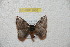  (Hylesia santacruzex amborex - BC-RBP 9826)  @11 [ ] Copyright (2015) Ron Brechlin Research Collection of Ron Brechlin
