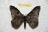  ( - BC-RBP 9828)  @11 [ ] Copyright (2015) Ron Brechlin Research Collection of Ron Brechlin