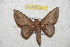 ( - BC-RBP 9832)  @13 [ ] Copyright (2015) Ron Brechlin Research Collection of Ron Brechlin