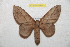  ( - BC-RBP 9834)  @13 [ ] Copyright (2015) Ron Brechlin Research Collection of Ron Brechlin
