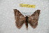  (Hylesia andtabayex - BC-RBP 9880)  @14 [ ] Copyright (2015) Ron Brechlin Research Collection of Ron Brechlin