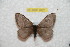  (Hylesia altamirex - BC-RBP 9882)  @14 [ ] Copyright (2015) Ron Brechlin Research Collection of Ron Brechlin