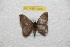  (Hylesia sucumbex - BC-RBP 9903)  @11 [ ] Copyright (2016) Ron Brechlin Research Collection of Ron Brechlin