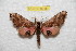  ( - BC-RBP 9918)  @11 [ ] Copyright (2016) Ron Brechlin Research Collection of Ron Brechlin