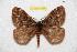  ( - BC-RBP 9986)  @11 [ ] Copyright (2016) Ron Brechlin Research Collection of Ron Brechlin