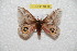  ( - BC-RBP 10005)  @14 [ ] Copyright (2016) Ron Brechlin Research Collection of Ron Brechlin