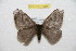 ( - BC-RBP 10017)  @14 [ ] Copyright (2016) Ron Brechlin Research Collection of Ron Brechlin