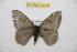  (Hylesia andcaucex - BC-RBP 10018)  @14 [ ] Copyright (2016) Ron Brechlin Research Collection of Ron Brechlin