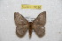  ( - BC-RBP 10020)  @13 [ ] Copyright (2016) Ron Brechlin Research Collection of Ron Brechlin
