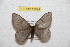  ( - BC-RBP 10024)  @11 [ ] Copyright (2016) Ron Brechlin Research Collection of Ron Brechlin
