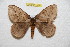  ( - BC-RBP 10028)  @14 [ ] Copyright (2016) Ron Brechlin Research Collection of Ron Brechlin