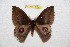  ( - BC-RBP 10041)  @13 [ ] Copyright (2016) Ron Brechlin Research Collection of Ron Brechlin