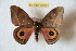  ( - BC-RBP 10049)  @12 [ ] Copyright (2016) Ron Brechlin Research Collection of Ron Brechlin