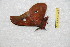  (Copaxa belmirana - BC-RBP-13005)  @11 [ ] copyright (2025) Ron Brechlin Research Collection of Ron Brechlin