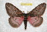  ( - BC-RBP 10155)  @13 [ ] Copyright (2016) Ron Brechlin Research Collection of Ron Brechlin