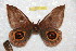  ( - BC-RBP 10160)  @12 [ ] Copyright (2016) Ron Brechlin Research Collection of Ron Brechlin