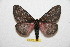  ( - BC-RBP 10187)  @13 [ ] Copyright (2016) Ron Brechlin Research Collection of Ron Brechlin