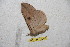  ( - BC-RBP 10205)  @12 [ ] Copyright (2016) Ron Brechlin Research Collection of Ron Brechlin