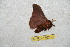  ( - BC-RBP 10232)  @12 [ ] Copyright (2016) Ron Brechlin Research Collection of Ron Brechlin