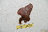 ( - BC-RBP 10233)  @12 [ ] Copyright (2016) Ron Brechlin Research Collection of Ron Brechlin
