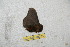  ( - BC-RBP 10235)  @12 [ ] Copyright (2016) Ron Brechlin Research Collection of Ron Brechlin