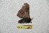  ( - BC-RBP 10242)  @12 [ ] Copyright (2016) Ron Brechlin Research Collection of Ron Brechlin