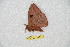  (Automeris occidentalis - BC-RBP 10264)  @12 [ ] Copyright (2016) Ron Brechlin Research Collection of Ron Brechlin