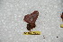  ( - BC-RBP 10274)  @12 [ ] Copyright (2016) Ron Brechlin Research Collection of Ron Brechlin