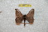  ( - BC-RBP 10279)  @13 [ ] Copyright (2016) Ron Brechlin Research Collection of Ron Brechlin