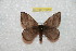  (Hylesia amaloretex - BC-RBP 10280)  @14 [ ] Copyright (2016) Ron Brechlin Research Collection of Ron Brechlin