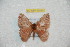  ( - BC-RBP 10294)  @13 [ ] Copyright (2016) Ron Brechlin Research Collection of Ron Brechlin