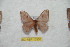  ( - BC-RBP 10300)  @13 [ ] Copyright (2016) Ron Brechlin Research Collection of Ron Brechlin