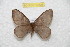  (Hylesia ascucayalex - BC-RBP 10326)  @14 [ ] Copyright (2016) Ron Brechlin Research Collection of Ron Brechlin