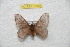  (Hylesia pauppichinchex - BC-RBP 10328)  @14 [ ] Copyright (2016) Ron Brechlin Research Collection of Ron Brechlin