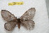  ( - BC-RBP 10335)  @13 [ ] Copyright (2016) Ron Brechlin Research Collection of Ron Brechlin